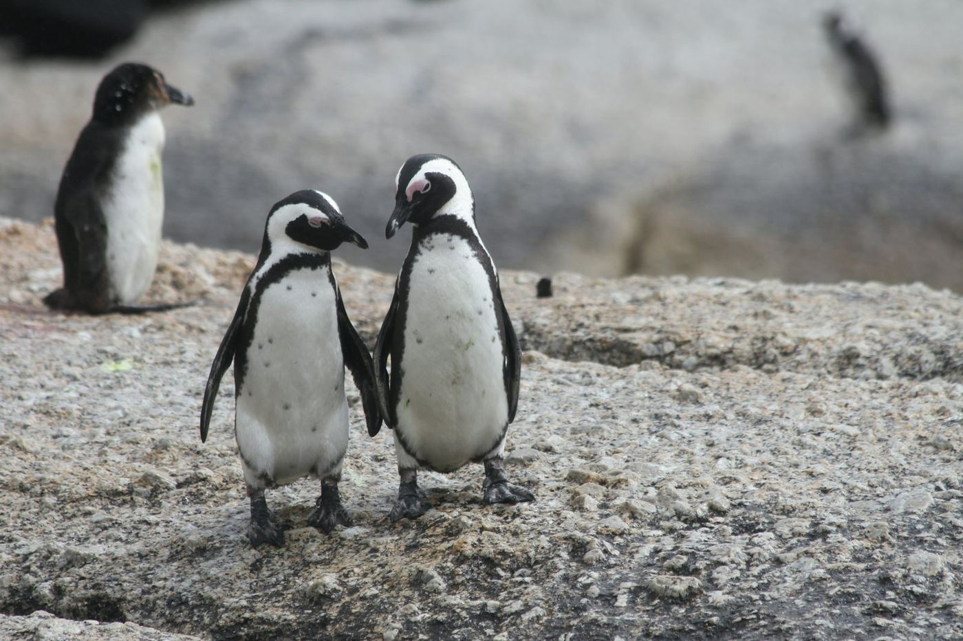 Penguins at Boulders Beach