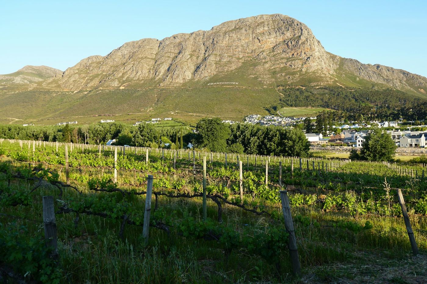 Vineyards below a mountain in the Cape Winelands